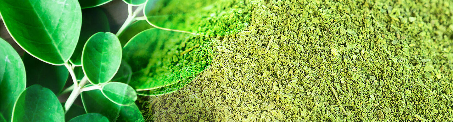 moringa and green powder