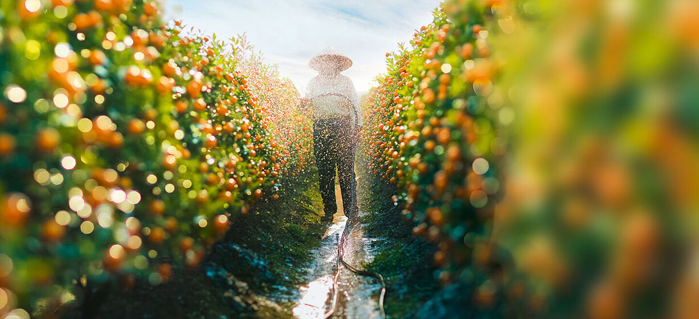 farmer wetting bushes