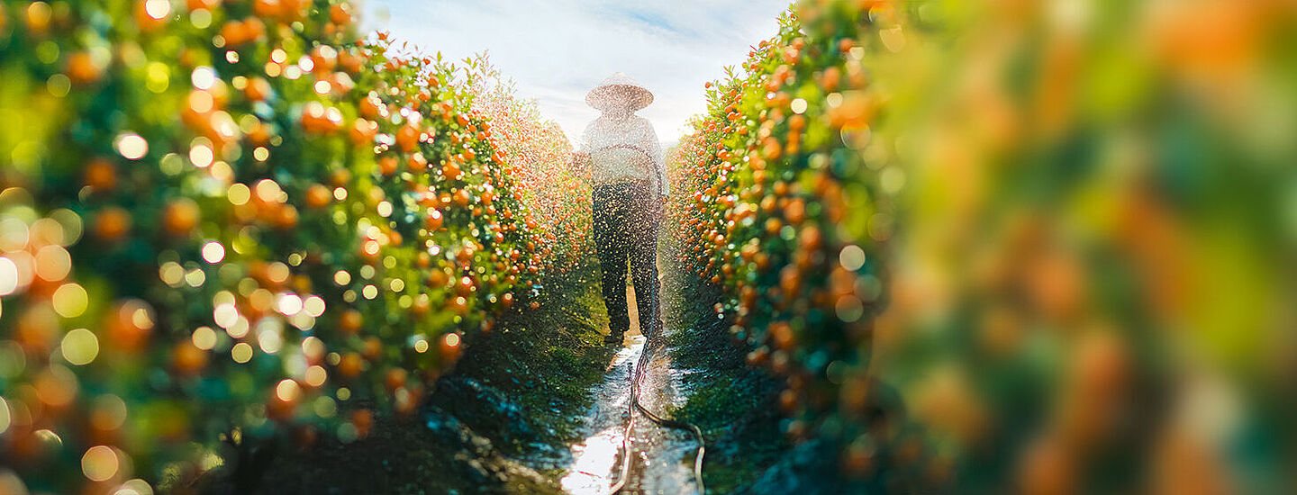 farmer wetting bushes