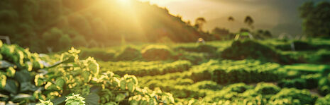 green field