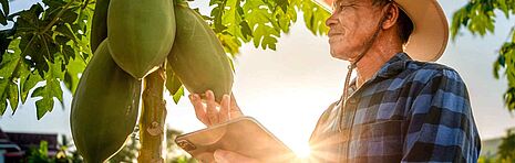 fazendeiro e mamão