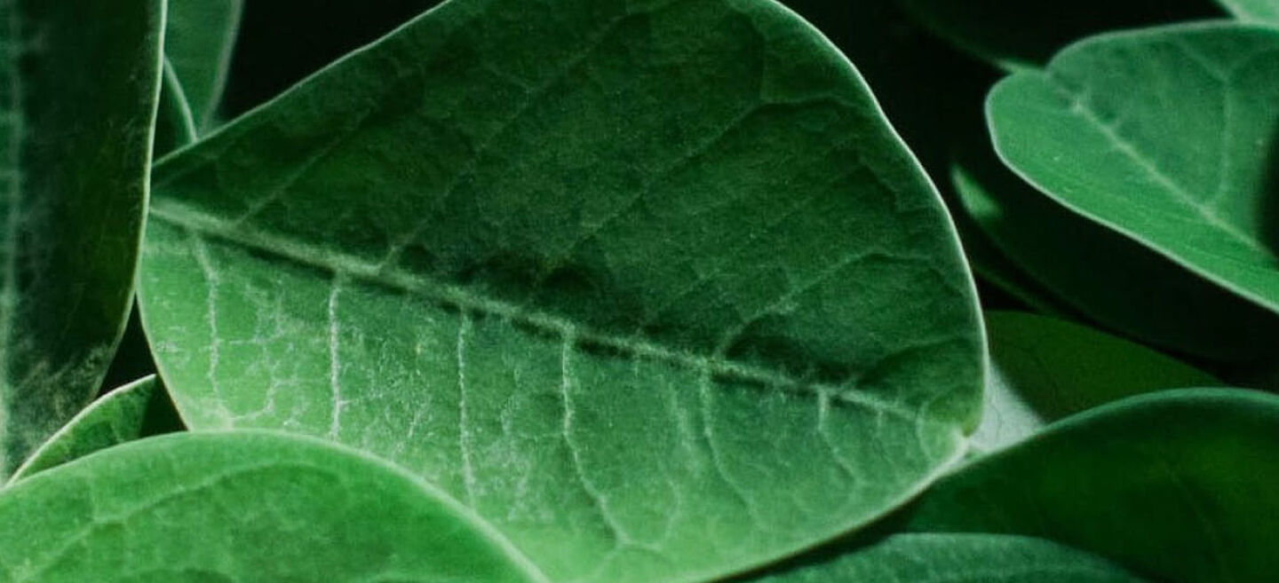Detailaufnahme frischer grüner Teeblätter mit sichtbarer Blattaderung und natürlicher Struktur.