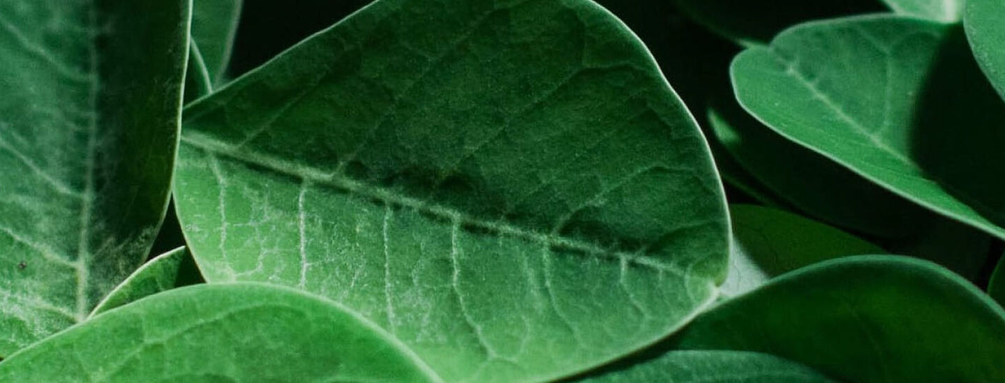 Detailaufnahme frischer grüner Teeblätter mit sichtbarer Blattaderung und natürlicher Struktur.