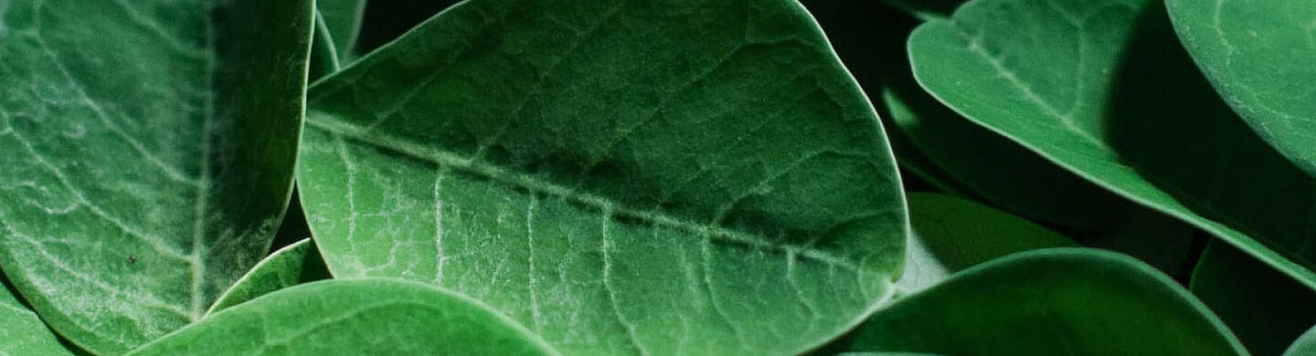 Detailaufnahme frischer grüner Teeblätter mit sichtbarer Blattaderung und natürlicher Struktur.