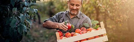 fazendeiro apanhando maças