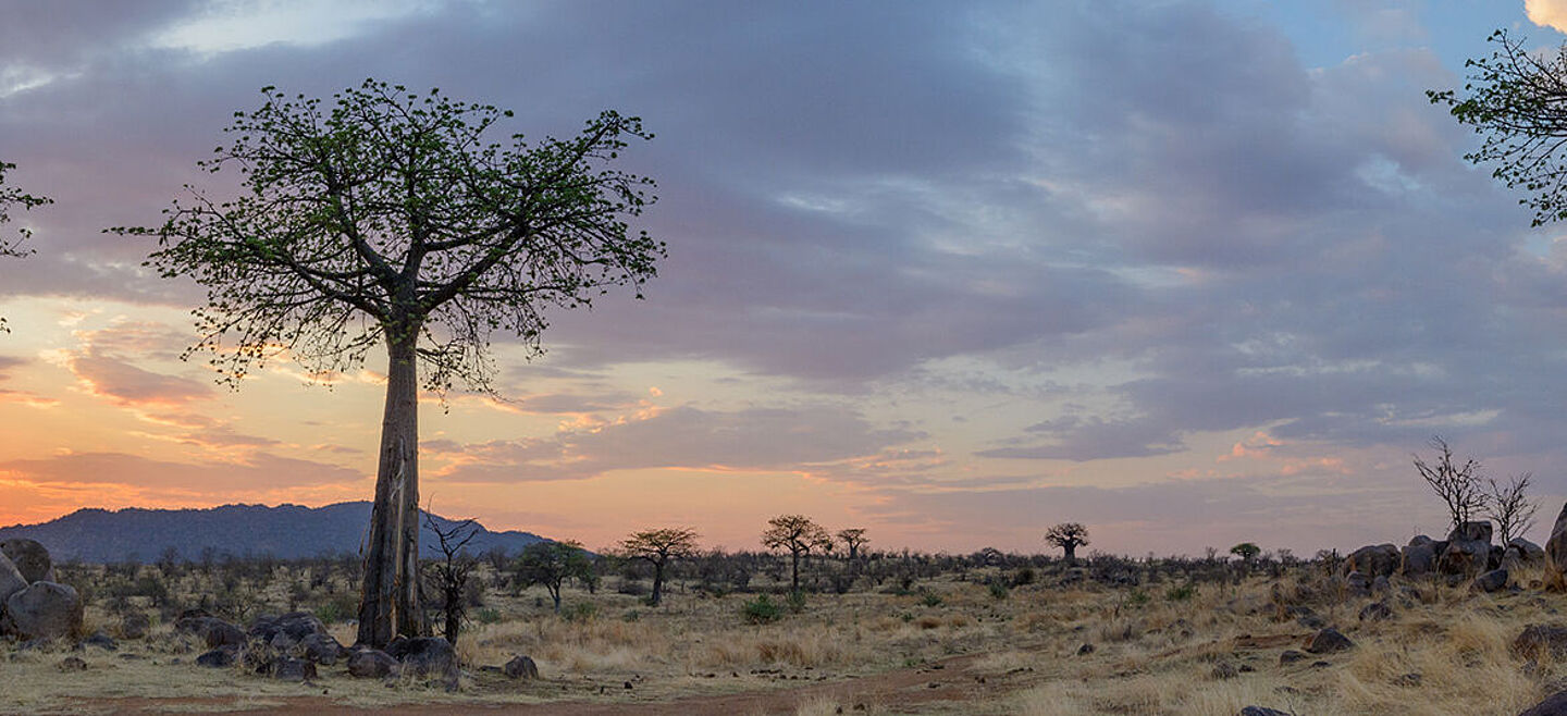 savana in africa