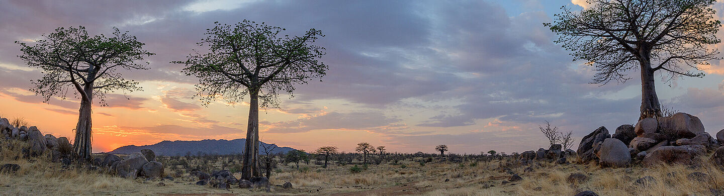 savana in africa