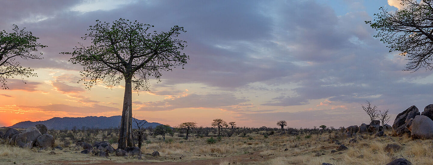 savana in africa