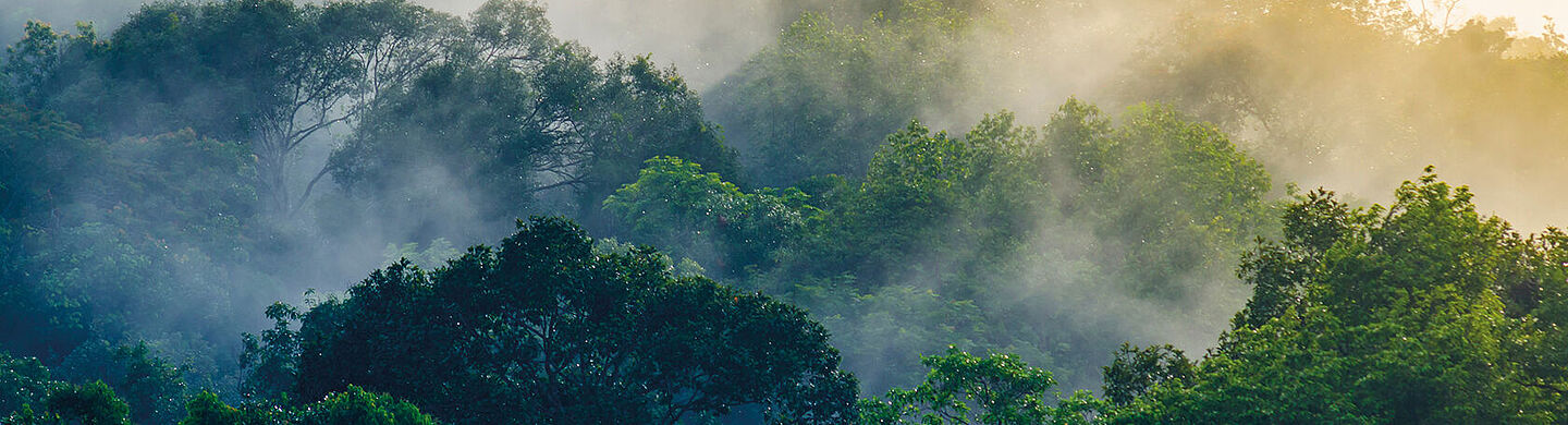 montanhas com arvores