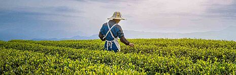 farmer picking tea leaves