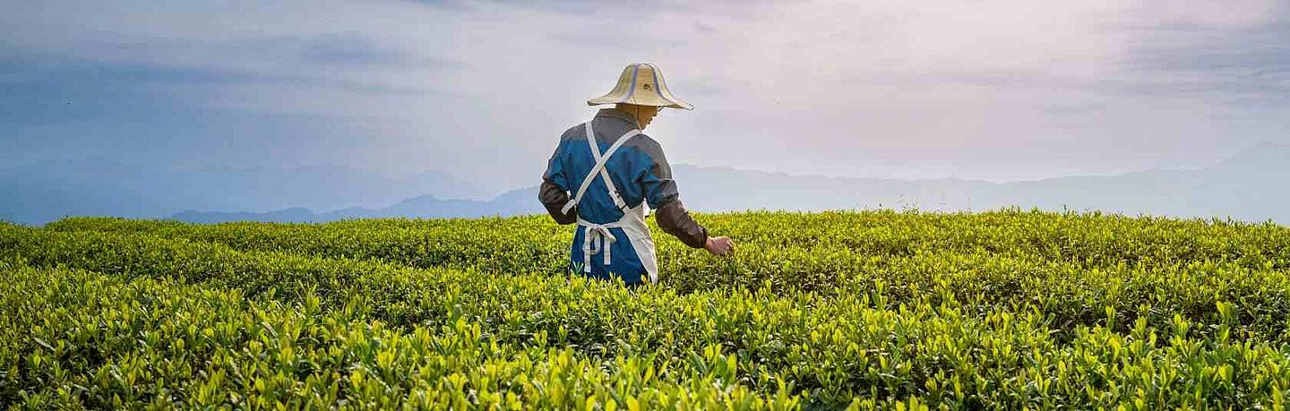farmer picking tea leaves