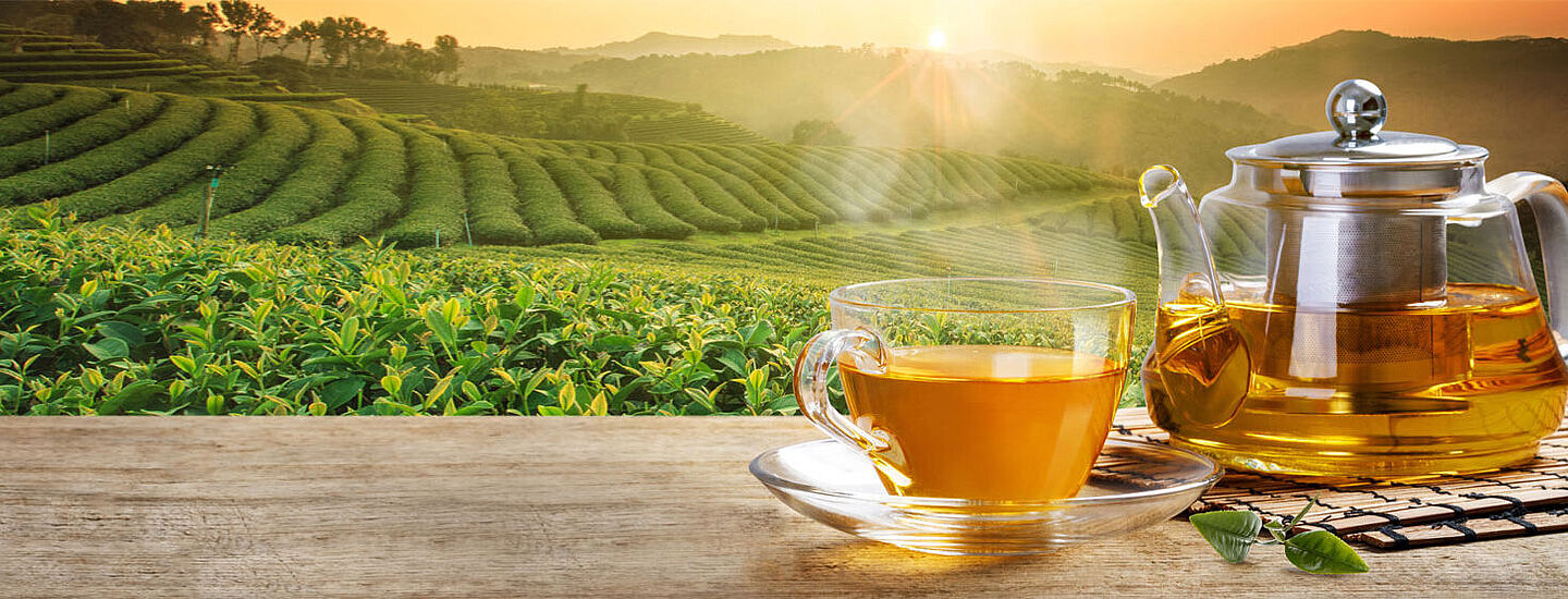 tea field and tea drink