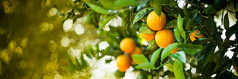 Orangen