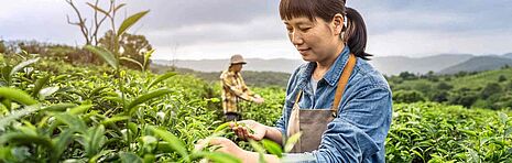woman picking tea leaves
