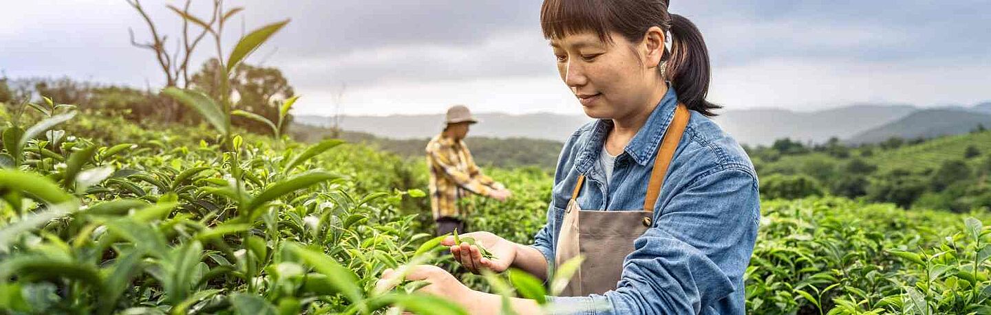 woman picking tea leaves