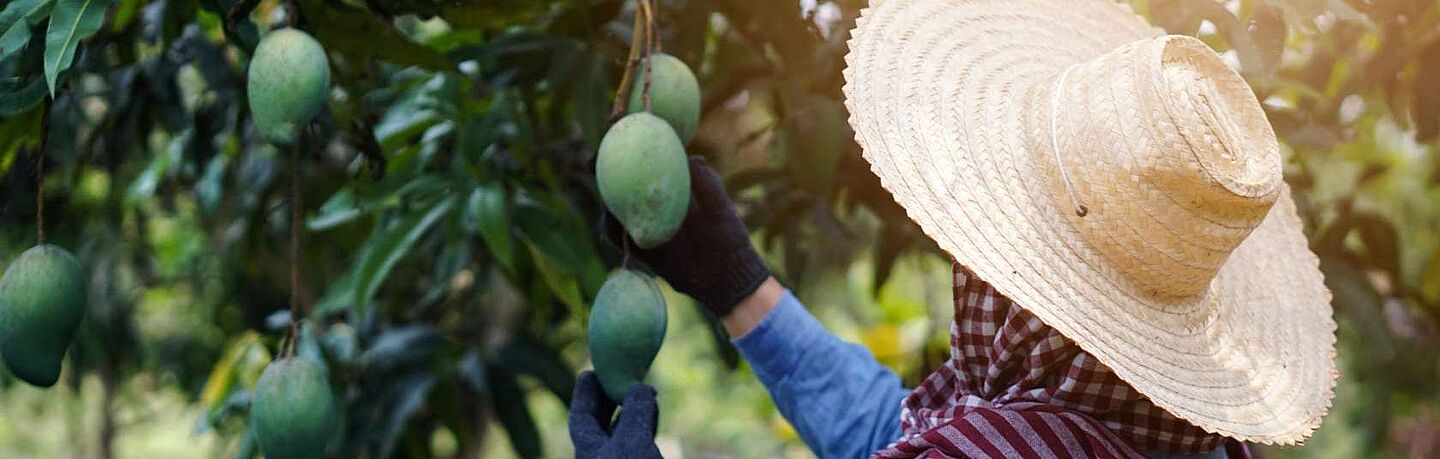 Agricultor a apanhar mangas