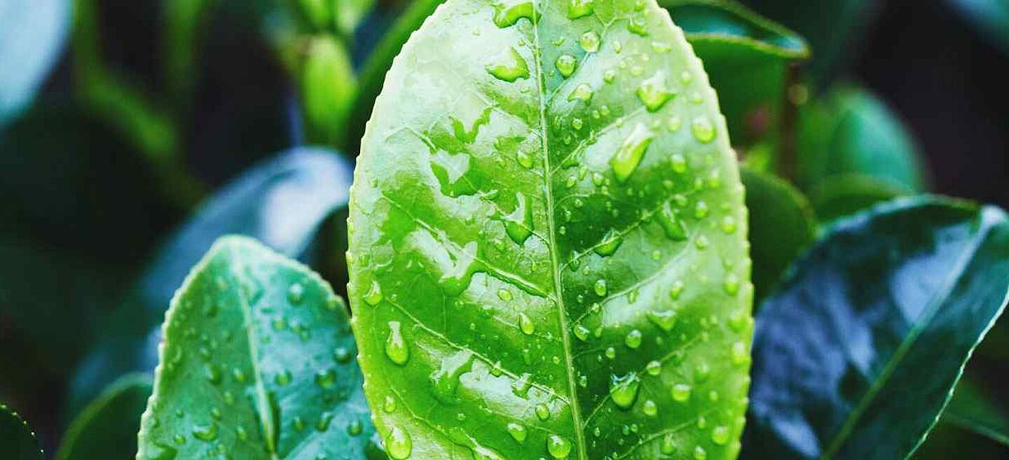 wet leaf