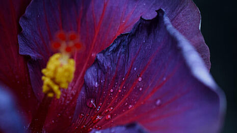 lila Blume